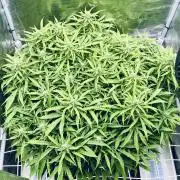 Tropicana Cookies  🍓🍍🍊🍒🍪