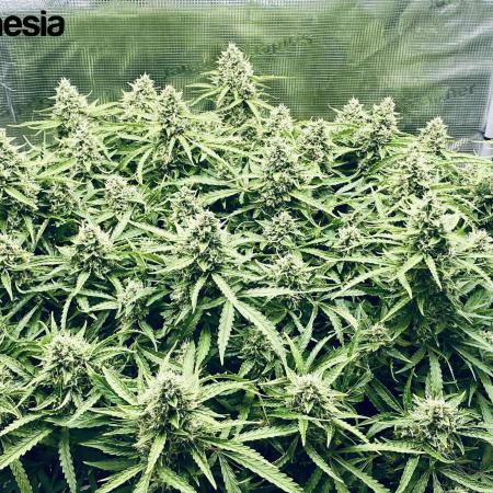 Tropicana Cookies  🍓🍍🍊🍒🍪