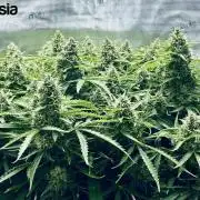 Tropicana Cookies  🍓🍍🍊🍒🍪