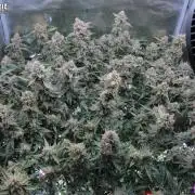 DosiDos 🍬 🥜 🍋 🌿 🍪