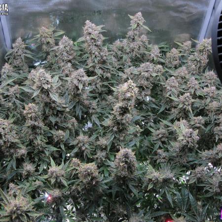 DosiDos 🍬 🥜 🍋 🌿 🍪
