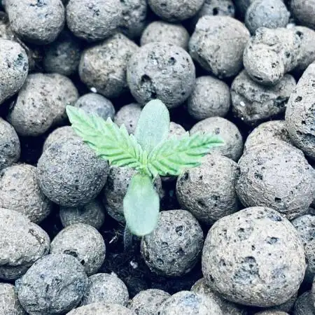 Tropicana Cookies  🍓🍍🍊🍒🍪