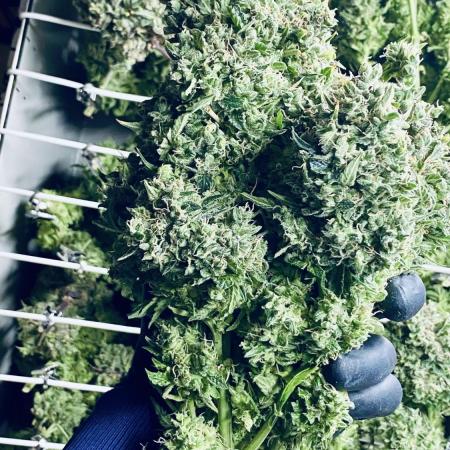 Tropicana Cookies  🍓🍍🍊🍒🍪