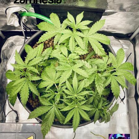 Tropicana Cookies  🍓🍍🍊🍒🍪