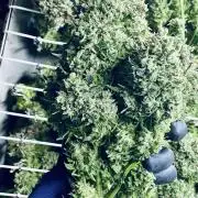 Tropicana Cookies  🍓🍍🍊🍒🍪