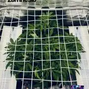 Tropicana Cookies  🍓🍍🍊🍒🍪