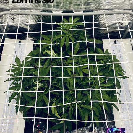 Tropicana Cookies  🍓🍍🍊🍒🍪