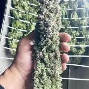 Fruit Punch 🍓🍊🍌👊