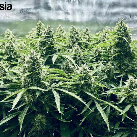 Tropicana Cookies  🍓🍍🍊🍒🍪