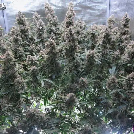 DosiDos 🍬 🥜 🍋 🌿 🍪