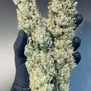Tropicana Cookies  🍓🍍🍊🍒🍪