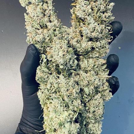 Tropicana Cookies  🍓🍍🍊🍒🍪