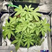 Tropicana Cookies  🍓🍍🍊🍒🍪