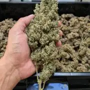 DosiDos 🍬 🥜 🍋 🌿 🍪