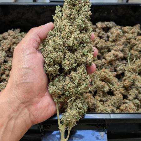 DosiDos 🍬 🥜 🍋 🌿 🍪