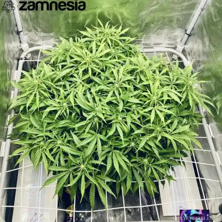 Tropicana Cookies  🍓🍍🍊🍒🍪