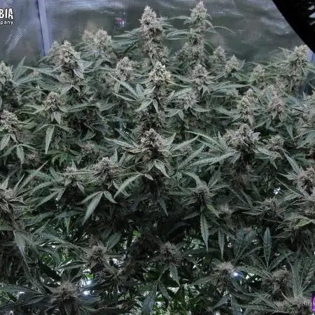 DosiDos 🍬 🥜 🍋 🌿 🍪