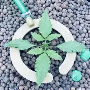 Tropicana Cookies  🍓🍍🍊🍒🍪