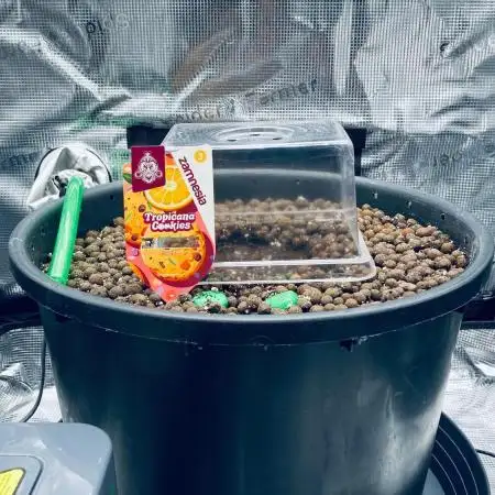 Tropicana Cookies  🍓🍍🍊🍒