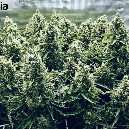 Tropicana Cookies  🍓🍍🍊🍒🍪