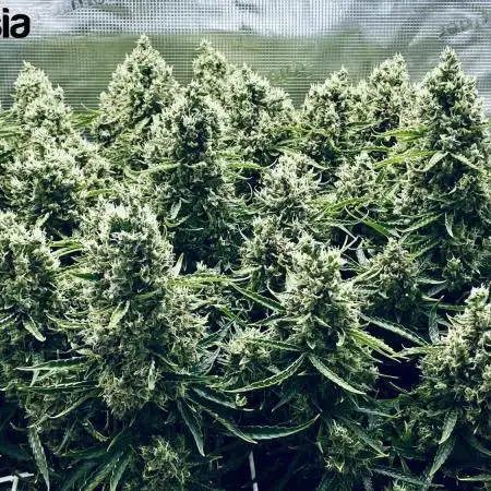 Tropicana Cookies  🍓🍍🍊🍒🍪