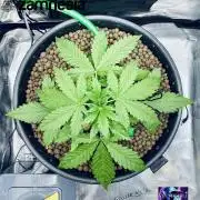 Tropicana Cookies  🍓🍍🍊🍒🍪