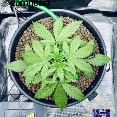 Tropicana Cookies  🍓🍍🍊🍒🍪