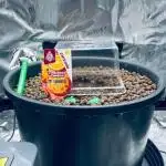 Tropicana Cookies  🍓🍍🍊🍒🍪