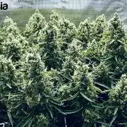 Tropicana Cookies  🍓🍍🍊🍒🍪