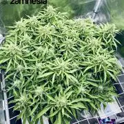 Tropicana Cookies  🍓🍍🍊🍒🍪