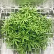 Tropicana Cookies  🍓🍍🍊🍒🍪