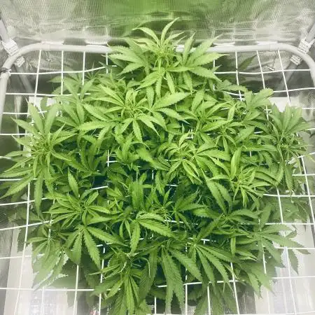 Tropicana Cookies  🍓🍍🍊🍒🍪