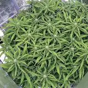 Tropicana Cookies  🍓🍍🍊🍒🍪