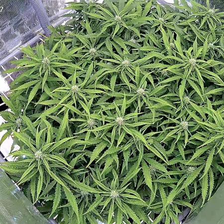 Tropicana Cookies  🍓🍍🍊🍒🍪