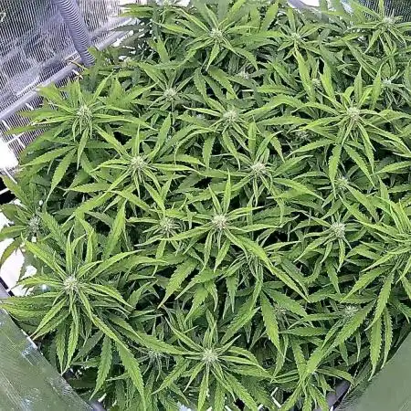 Tropicana Cookies  🍓🍍🍊🍒🍪