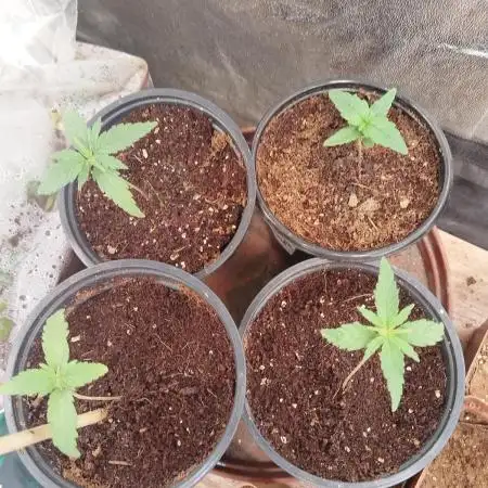 Diary for outdoor grow 2025 to 2026