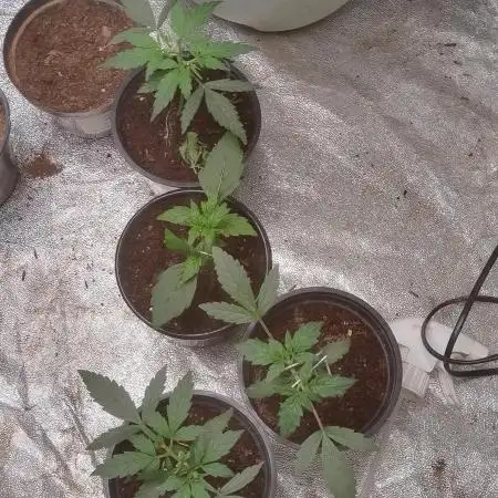 Diary for outdoor grow 2025 to 2026