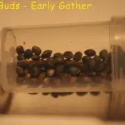 Under The Wild LED Sky 06