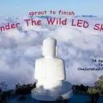 Under The Wild LED Sky 03