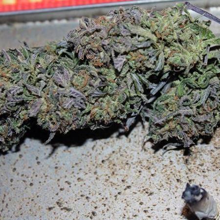 Under The Wild LED Sky 05