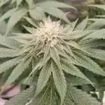 Devil Dog Genetics