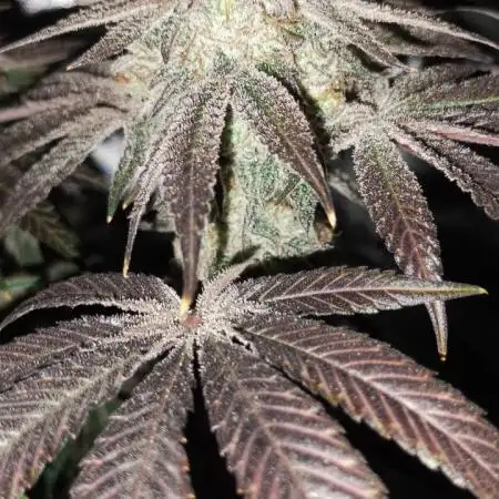 Devil Dog Genetics