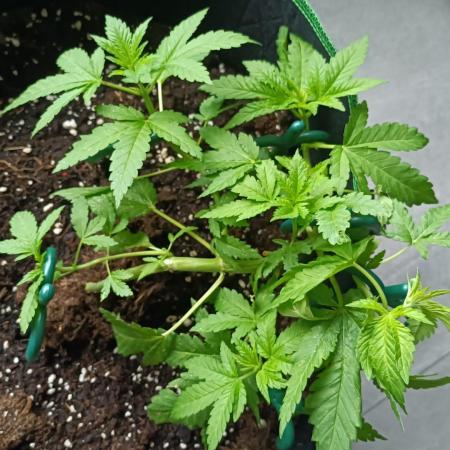 Apricot Oreoz Outdoor