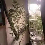 Tropicana Cookies Purple Auto