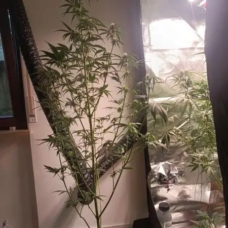 Tropicana Cookies Purple Auto