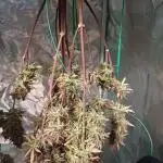 Gorilla Cookies Auto