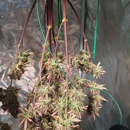 Gorilla Cookies Auto