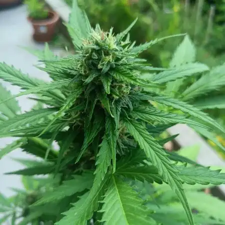 Jet Fuel Mandarine XL Auto
