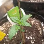 Tropicana Cookies Purple Auto