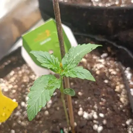 Tropicana Cookies Purple Auto